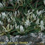 Astragalus greuteri Ďalší