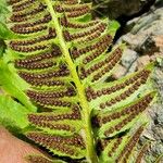 Polystichum lonchitis Lapas