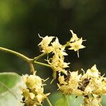 Dialium tessmannii Flor