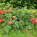 Rhododendron aureum Hábito