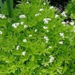 Galium odoratumЦвят