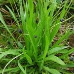 Plantago atrata Flower