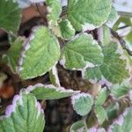 Plectranthus forsteriLeaf