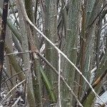 Salix discolor Цветок