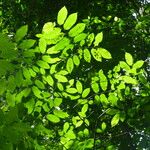 Pterocarpus indicus Feuille