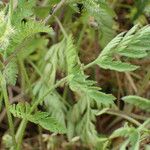 Torilis nodosa Leaf