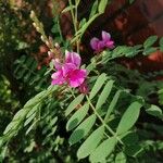 Indigofera heteranthaЦвят