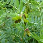 Vicia melanops Other