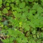 Chaerophyllum temulumFiore