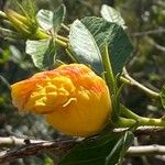 Hibiscus heterophyllus Flors