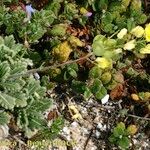 Biscutella sempervirens Vivejo