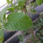 Lycium cestroides Hoja