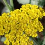 Achillea clypeolata Flower