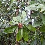 Pittosporum cherrieri Leaf