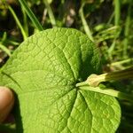 Aristolochia rotunda Feuille