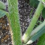 Anchusa azurea Bark