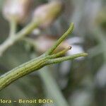 Parolinia glabriuscula кора