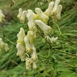 Aconitum lycoctonumBlüte