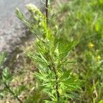 Artemisia vulgarisFeuille