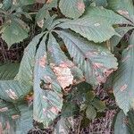 Aesculus hippocastanum Leaf