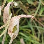 Aloe amudatensis Gyümölcs