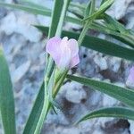 Lathyrus hirsutus Flor