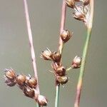 Juncus filiformis Ffrwyth