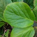 Bergenia crassifoliaഇല