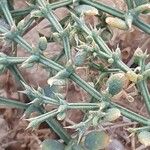 Fagonia bruguieri Leaf