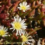 Mesembryanthemum nodiflorum Otro