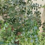 Azara microphylla Ліст