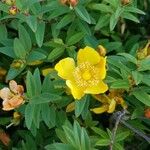 Hypericum × hidcoteense Bloem