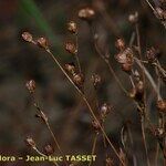 Juncus tenageia Frucht