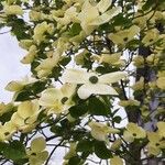 Cornus florida Blüte