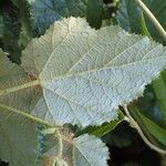 Rubus tricolor Leaf