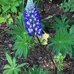 Lupinus perennis Blomma