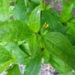 Synedrella nodiflora Цвят