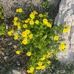 Senecio leucanthemifolius Flor