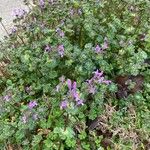 Lamium amplexicauleЦвят