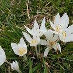 Colchicum alpinum Flor