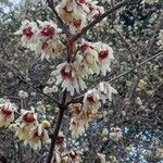 Chimonanthus fragrans Blüte