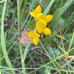 Lotus corniculatus Квітка