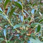 Ilex glabra Blatt