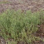 Salsola kali Flower