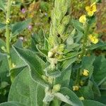 Verbascum thapsusBlad