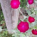 Silene banksia Fiore