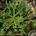 Lycopodium × zeilleri Muu