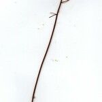 Desmodium axillare その他の提案