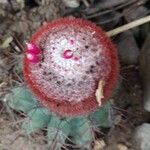 Melocactus intortus Leaf