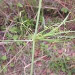 Cyperus tenuispica Blomma